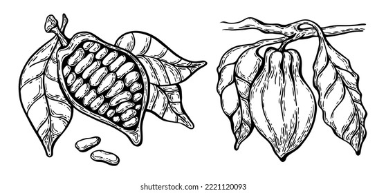 Ilustración en blanco y negro en un estilo dibujado a mano, granos de cacao con hojas en una rama