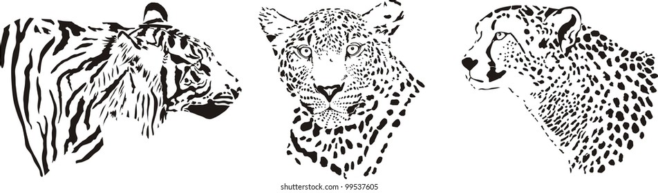 black and white illustration of the heads of large predatory feline predators