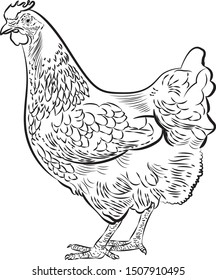 Black and white illustration of a hen isolated on white background. Series of farm animals