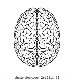 Black and white illustration of human brain anatomy
