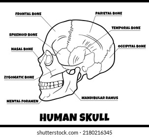 black and white illustration of human skull bones anatomy diagram