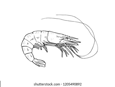 A black and white illustration of an isolated prawn