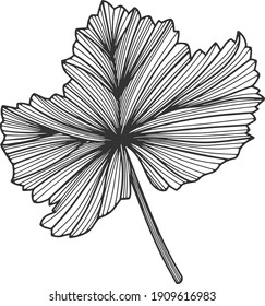 Black and white illustration of leaf