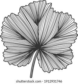 Schwarz-Weiß-Illustration von Blatt
