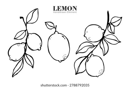 A black and white illustration of lemons on branches with leaves, showcasing their natural form and growth.
