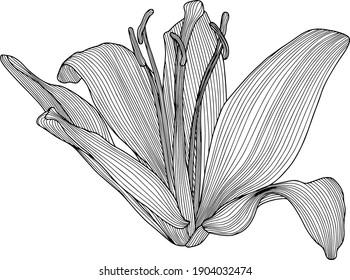 Black and white illustration of lily flower