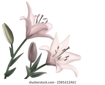 Black and white illustration of lily flowers. Flower. Floral background. Bouquet.