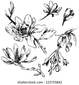 Black and white illustration of magnolia flowers