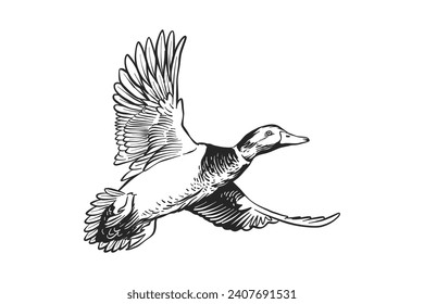 black and white illustration of a mallard duck in flight