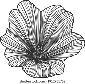 Black and white illustration of mallow flower