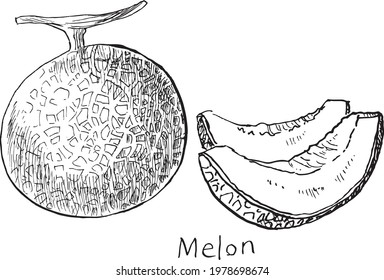 A black and white illustration of a melon drawn with a hand-drawn pen.