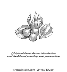 black and white illustration of morel berries using engraving technique