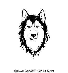 Black and white illustration of the muzzle of the husky.