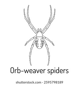 Black and white illustration of an orb-weaver spider. Detailed line art of a spider for educational, scientific, and artistic use. Perfect for coloring books, biology studies, and entomology projects.