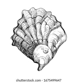 Black and white illustration of oyster isolated on a white background. Vector graphics of shellfish.