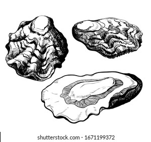 Black and white illustration of oysters isolated on a white background. Vector graphics of shellfish.