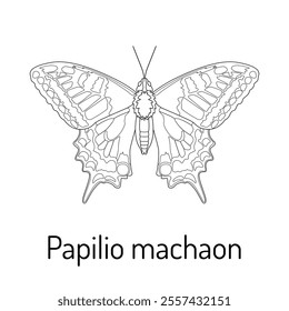 Black and white illustration of a Papilio machaon butterfly with detailed wings. Perfect for educational materials, coloring books, science projects, or design elements.