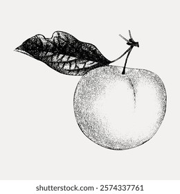 Black and white illustration of a peach with a leaf. Detailed peach drawing, highlighting texture. Artistic peach sketch with leaf detail. Vintage style art drawing, isolated vector element.