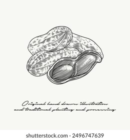 Ilustración en blanco y negro de cacahuetes utilizando la técnica de grabado