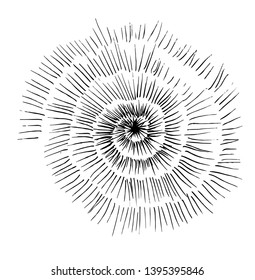 Black white illustration of a petrified snail shell.