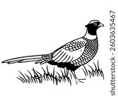 black and white illustration, pheasant, detailed feathers, long tail, standing in grass, side view, stylized drawing, woodcut style, nature art, field bird, game bird, ornithological sketch