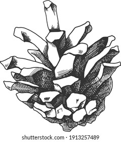 Ilustración en blanco y negro del pino