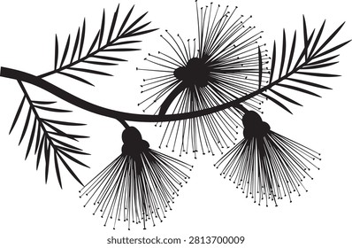 Black and white illustration of a pine branch featuring unique fluffy bottlebrush-style flowers botanical silhouette illustration bottlebrush