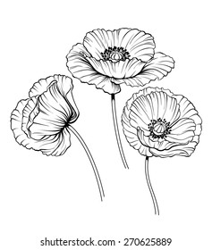 black and white illustration of a poppy  flowers
