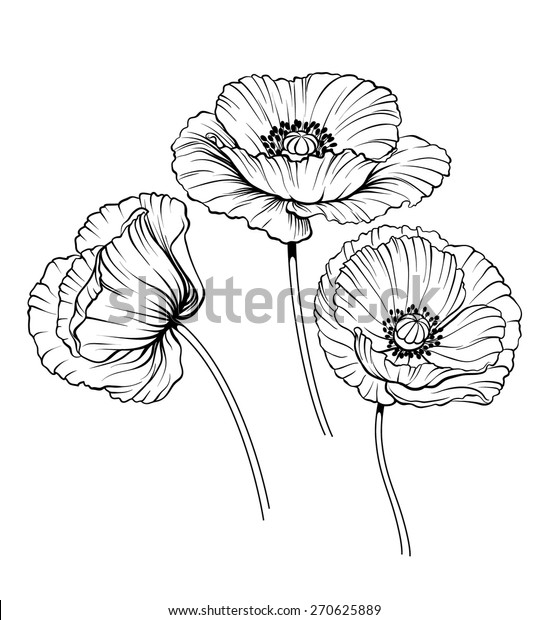 Black White Illustration Poppy Flowers Stock Vector (Royalty Free ...