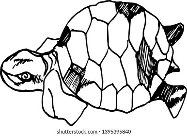 Black and white illustration of a psychedelic turtle.