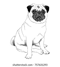 Black and white illustration of a pug dog in sitting posture