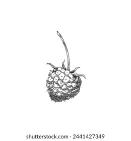 Black and white illustration of raspberry. Hand drawn vector image of a raspberry with stem, ideal for healthy food menus and packaging, isolated on white.