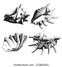 black and white illustration with seashells of different shapes