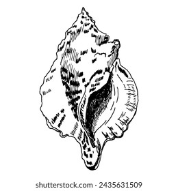 Black and white illustration of a shell in hand-drawn ink. Seashells vector graphics isolated on a white background.