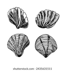 Black and white illustration of a shell in hand-drawn ink. Seashells vector graphics isolated on a white background.