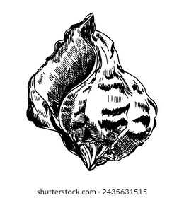 Ilustración en blanco y negro de una cáscara en tinta dibujada a mano. Gráficos vectoriales de conchas marinas aisladas sobre un fondo blanco.