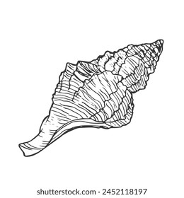 Black and white illustration of a shell in hand-drawn ink. Seashells vector graphics isolated on a white background.