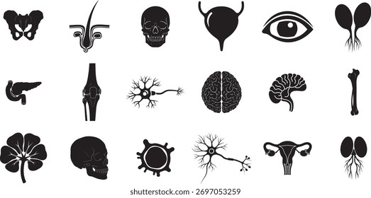 a black and white illustration showcasing various human organs. the image includes organs like the brain, skull, eye, bones, and other internal structures.