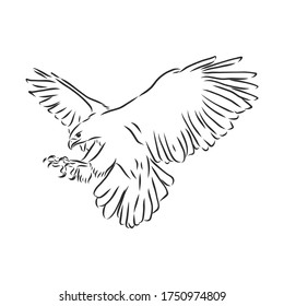 Black and white illustration. Sketch of bird for tattoo art. Detailed hand drawn eagle for tattoo on back. Falcon bird, vector sketch