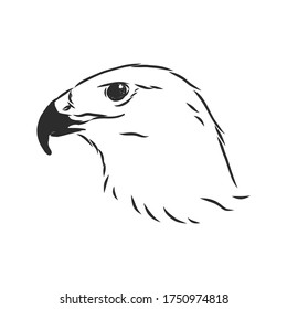 Black and white illustration. Sketch of bird for tattoo art. Detailed hand drawn eagle for tattoo on back. Falcon bird, vector sketch