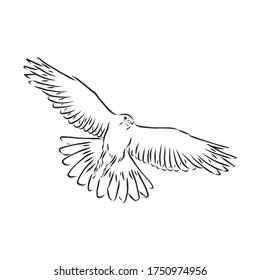 Black and white illustration. Sketch of bird for tattoo art. Detailed hand drawn eagle for tattoo on back. Falcon bird, vector sketch