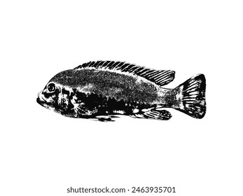 Black and white illustration sketch of a Salmon hand drawing vector isolated on white background.