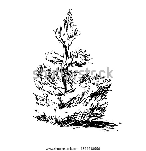 Black White Illustration Spruce Coniferous Plant Stock Vector (Royalty ...