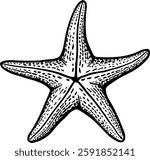 black and white illustration of starfish without background