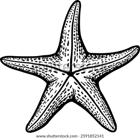 black and white illustration of starfish without background
