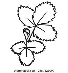 Black and white illustration of a strawberry leaf, perfect for coloring activities, educational projects, printables, and kitchen decoration.