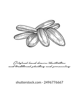 black and white illustration of sunflower seeds in engraving style