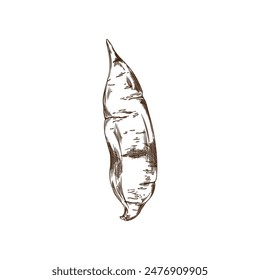 Black and white illustration of Sweet Potato. Vector sketch of a sweet potato tuber in graphic style on an isolated background. The icon is ideal for educational design.