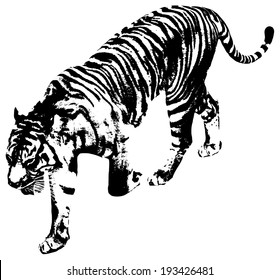 Black and white illustration of a tiger