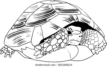 Black and white illustration. Turtle vector drawing with pencil